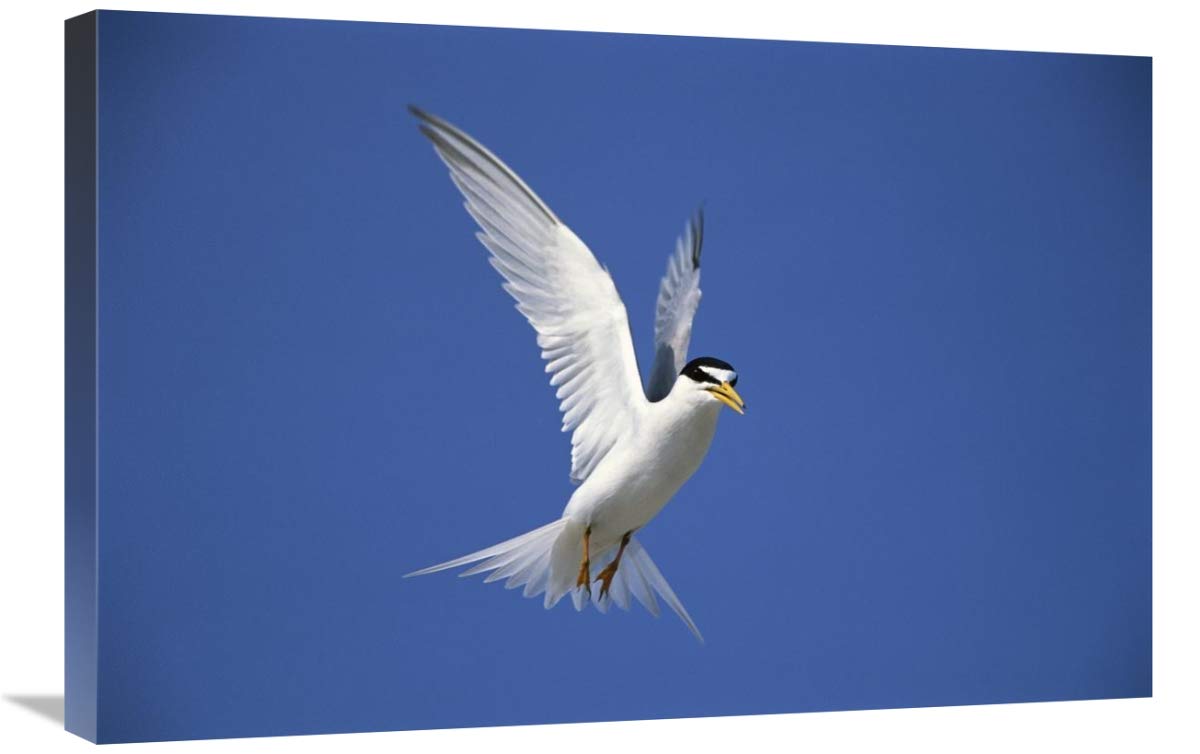 Least Tern flying against blue sky, Long Island, New York-Canvas Art-30x20”