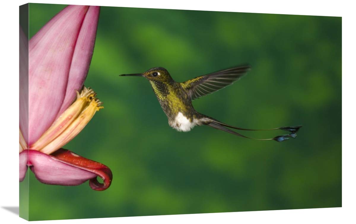 Booted Racket-tail hummingbird male, western slope of Andes, Ecuador-Canvas Art-30x20”