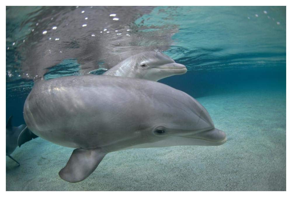 Bottlenose Dolphin, Hawaii-Paper Art-50x34”