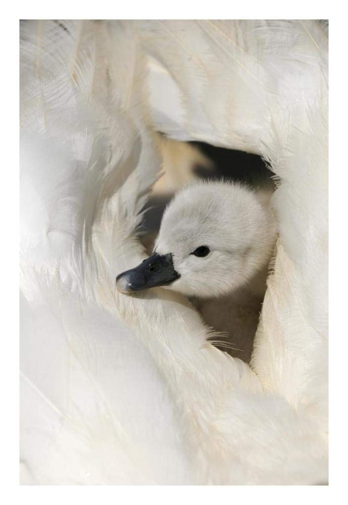 Mute Swan cygnet, on back of adult female, Abbotsbury, Dorset, England-Paper Art-18x26”