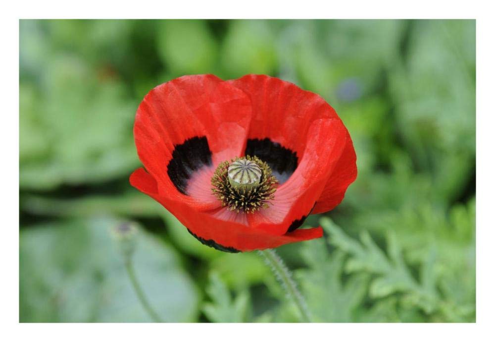 Ladybird Poppy flowers-Paper Art-26x18”