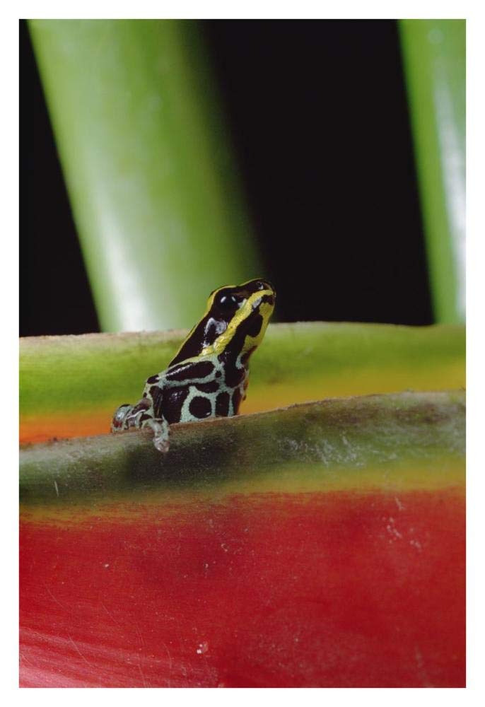 Rio Madeira Poison Frog sitting in a Heliconia leaf, Amazonia, Ecuador-Paper Art-26x38”
