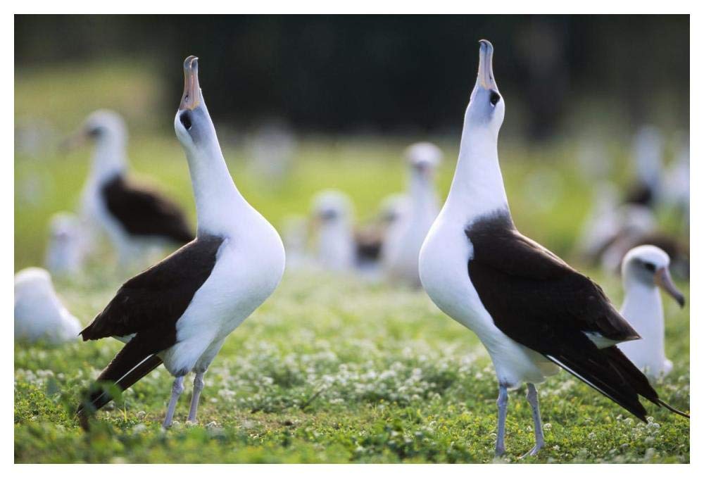 Laysan Albatross courtship dance, Midway Atoll, Hawaii-Paper Art-50x34”