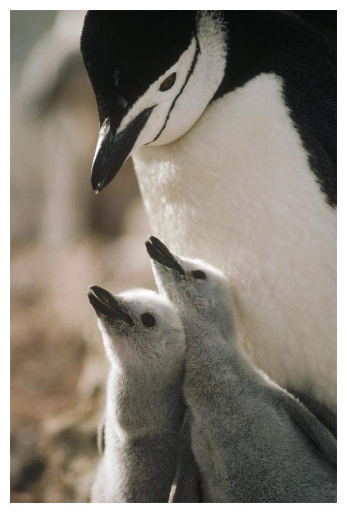 Chinstrap Penguin bowing over twin chicks Nelson Island, South Shetland Islands, Antarctica-Paper Art-34x50”