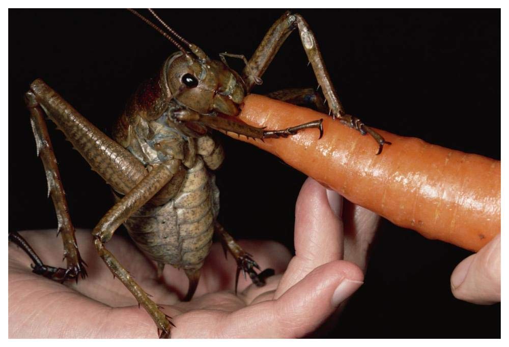 Giant Weta eating a carrot, Little Barrier Island, New Zealand-Paper Art-62x42”