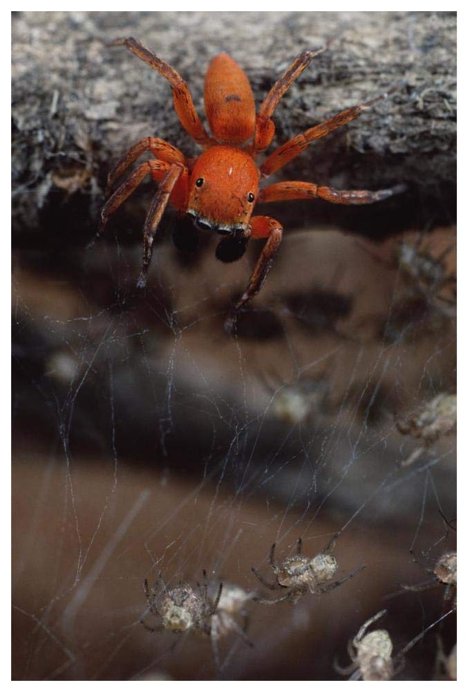 Subterranean jumping spider hunting baby spiders, Kenya-Paper Art-42x62”