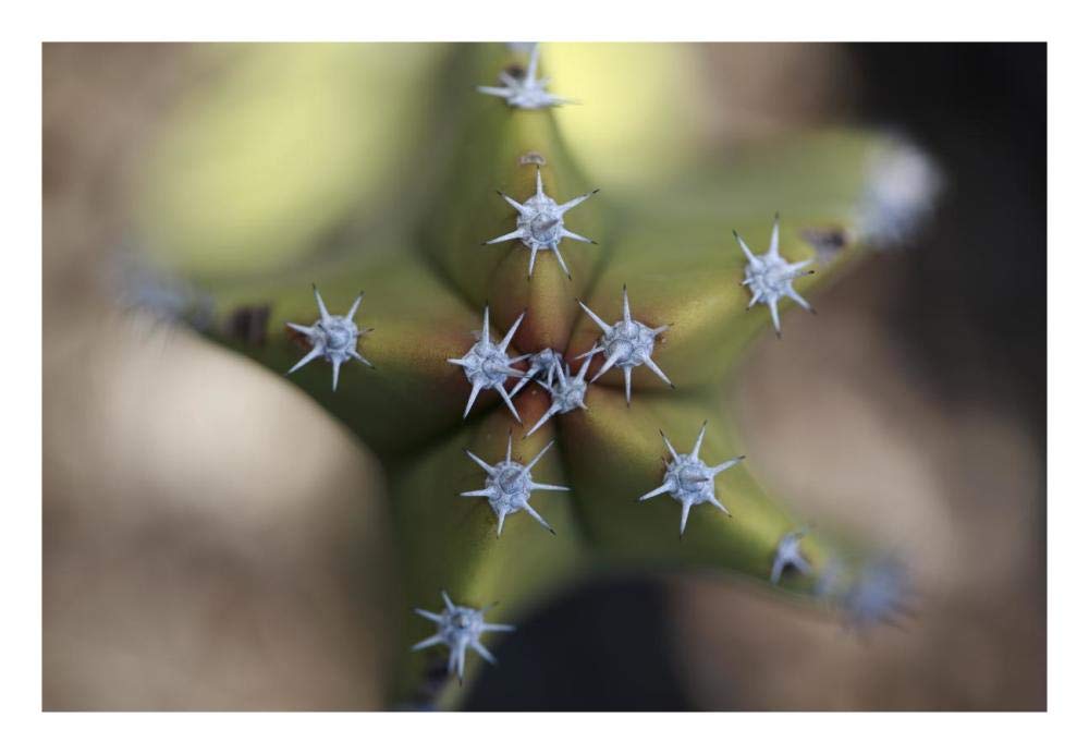 Old Man Cactus detail of spines, El Vizcaino Biosphere Reserve, Mexico-Paper Art-26x18”