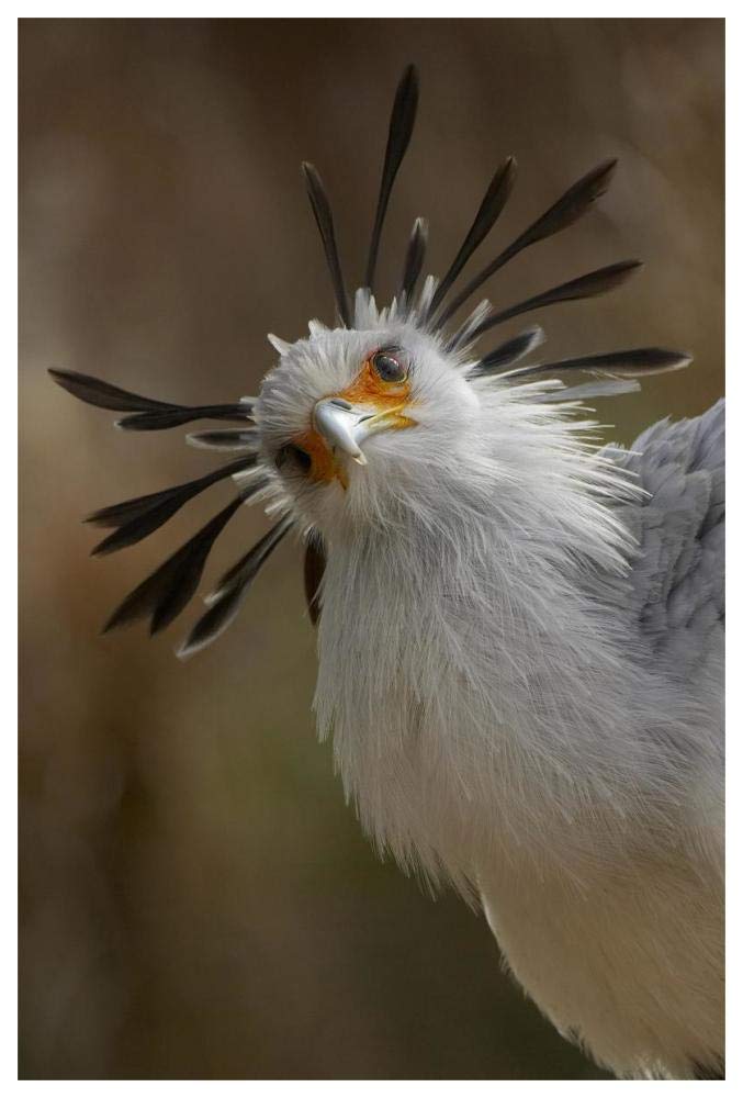 Secretary Bird portrait, native to Africa-Paper Art-42x62”