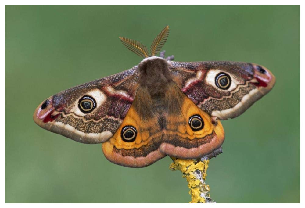 Emperor Moth, Switzerland-Paper Art-62x42”