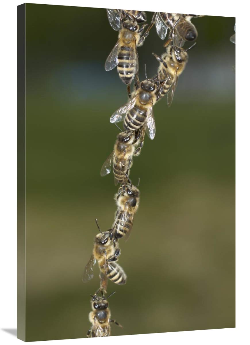 Honey Bee chains made to repair honeycomb, Germany-Canvas Art-24x36”