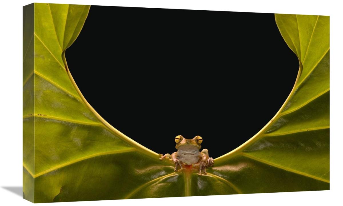 Cloud Forest Tree Frog sitting on edge of leaf, Choco Rainforest, Ecuador-Canvas Art-24x16”