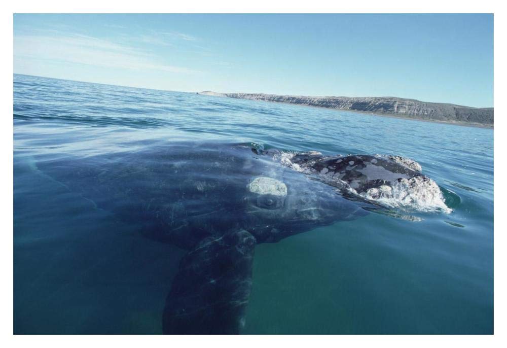 Southern Right Whale at water surface, Peninsula Valdez, Argentina-Paper Art-20x14”