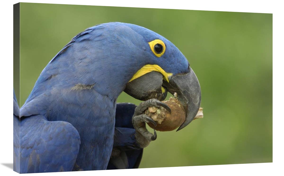 Hyacinth Macaw in Cerrado habitat eating Piassava Palm nuts, Brazil-Canvas Art-36x24”