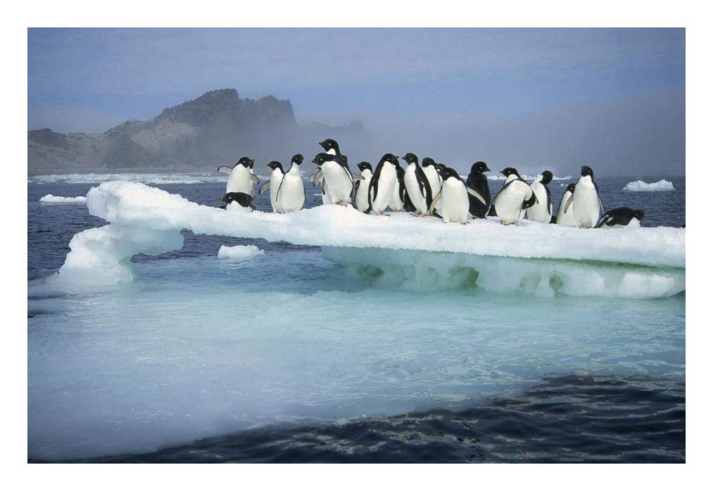 Adelie Penguin group crowding on melting summer ice floe, Possession Island, Ross Sea, Antarctica-Paper Art-26x18”