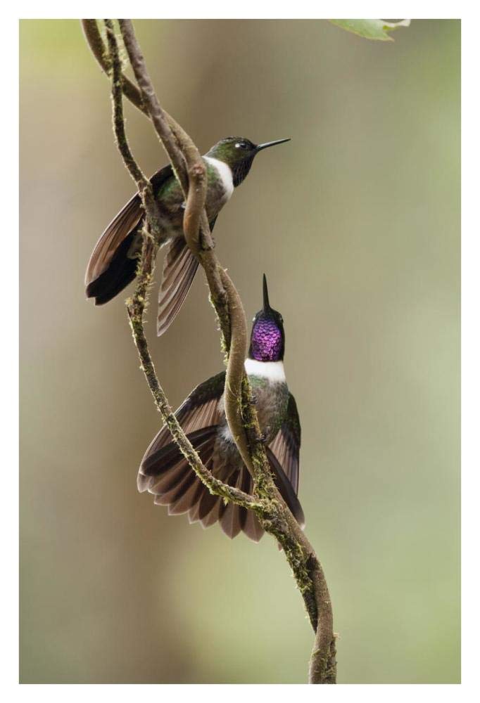 Amethyst-throated Sunangel males diplaying, Ecuador-Paper Art-26x38”
