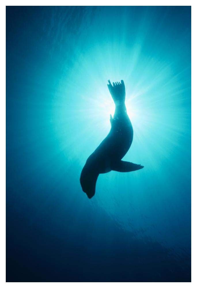 California Sea Lion underwater, Channel Islands National Park, California-Paper Art-34x50”