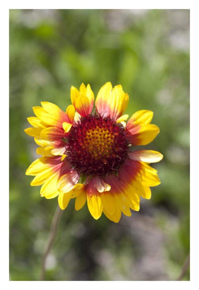 Annual Coreopsis flower, Spruce Woods Provincial Park, Manitoba, Canada-Paper Art-22x32”