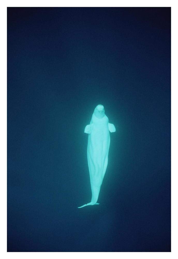 Beluga whale at 200 feet, NWT, Canada-Paper Art-26x38”