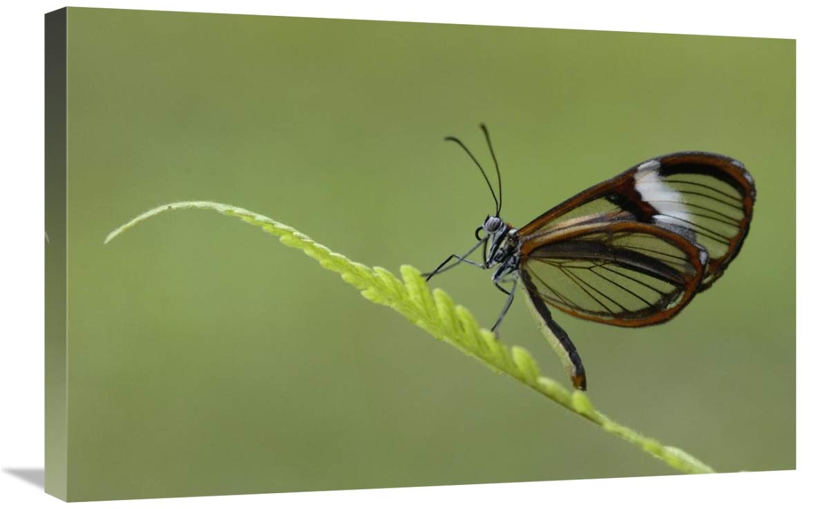 Nymphalid Butterfly, Andes Mountains, Mindo Cloud Forest, Ecuador-Canvas Art-30x20”