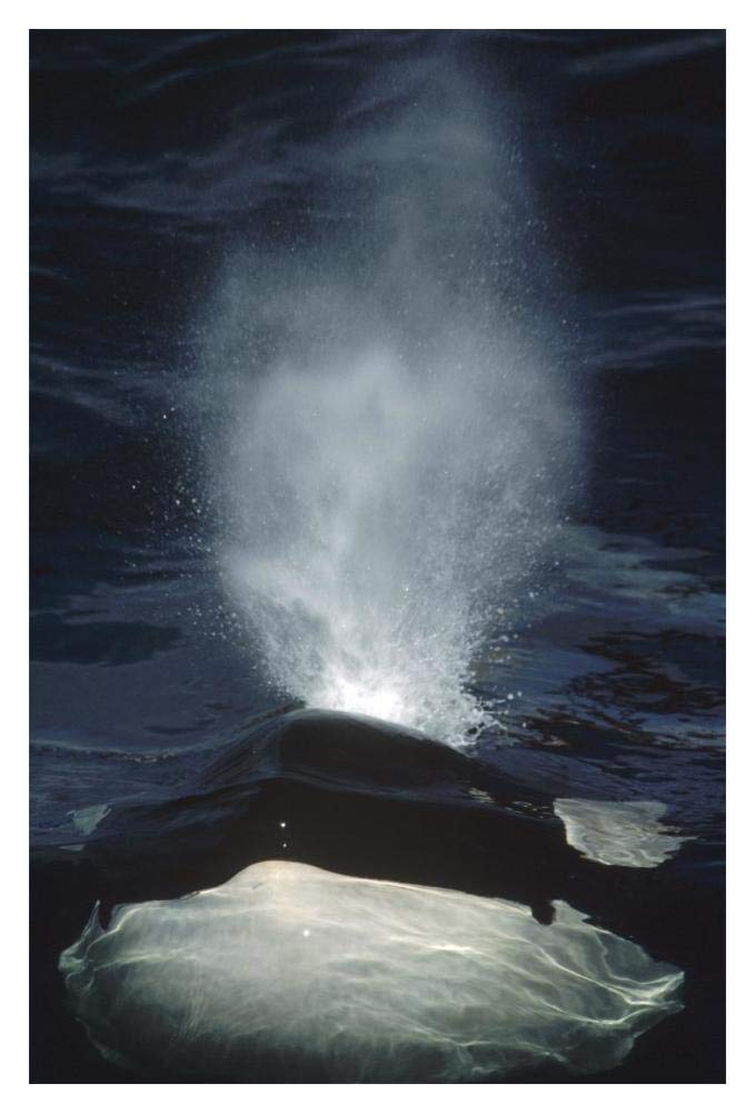 Orca surfacing, British Columbia, Canada-Paper Art-14x20”
