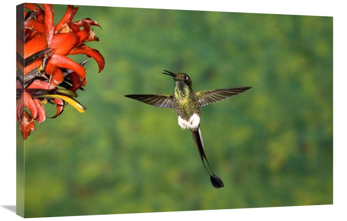 Booted Racket-tail hummingbird male, western slope of Andes, Ecuador-Canvas Art-36x24”