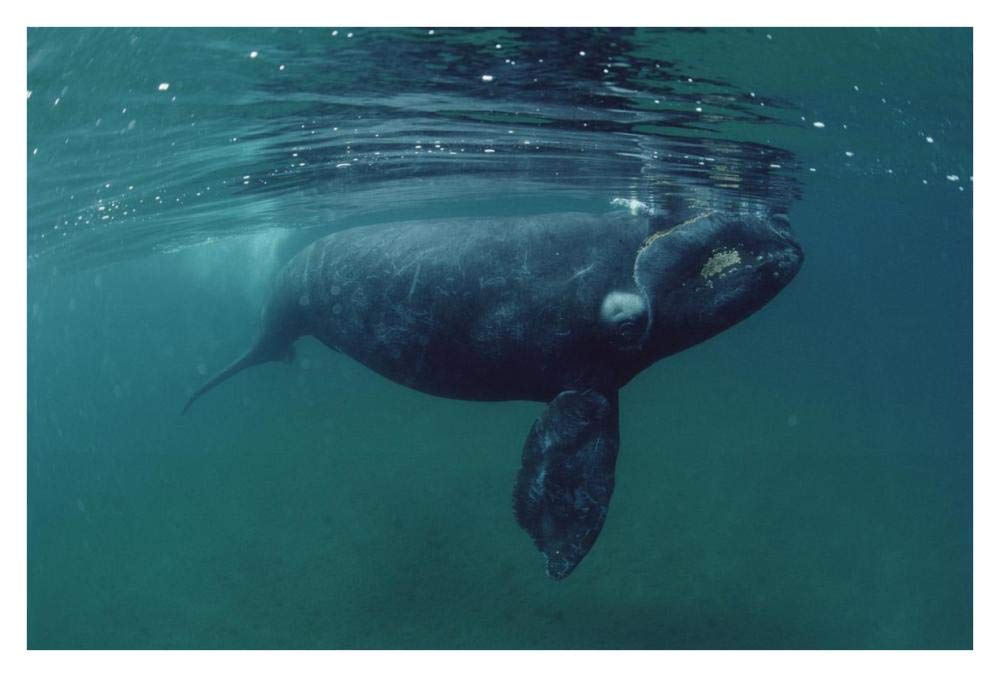 Southern Right Whale juvenile, underwater, Peninsula Valdez, Argentina-Paper Art-38x26”