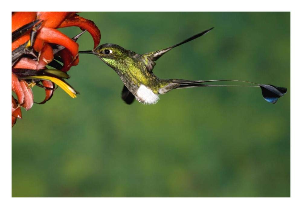 Booted Racket-tail hummingbird male feeding at flower, western slope of Andes, Ecuador-Paper Art-26x18”