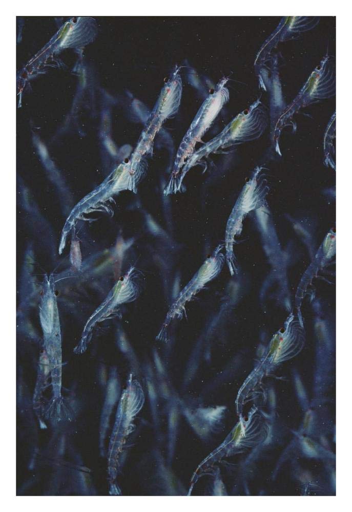 Antarctic Krill schooling underwater, Antarctica-Paper Art-22x32”