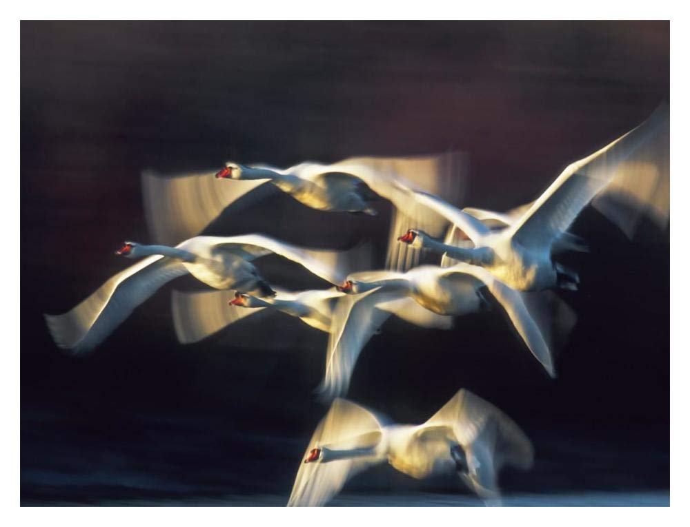 Mute swan, Munich, Germany-Paper Art-18x14”