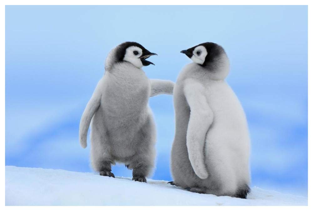 Emperor Penguin pair, Snow Hill Island, Antarctica-Paper Art-62x42”