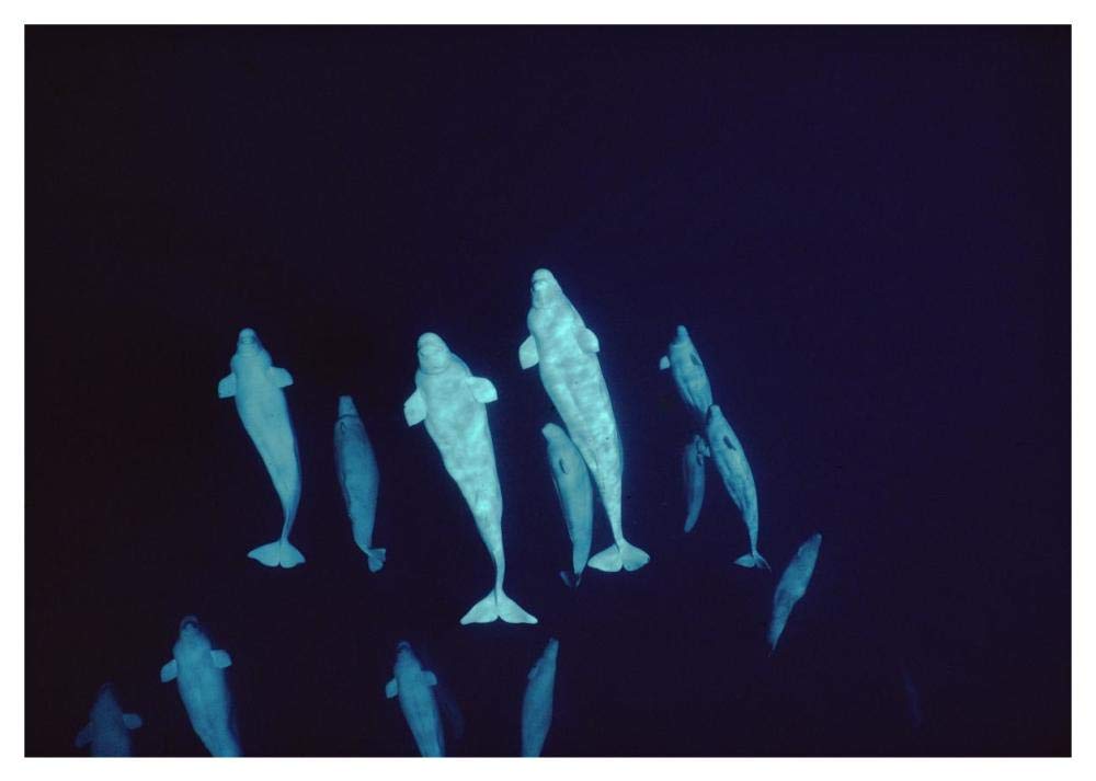 Beluga curious pod at 200 ft depth, Lancaster Sound, Nunavut, Canada-Paper Art-46x32.8”