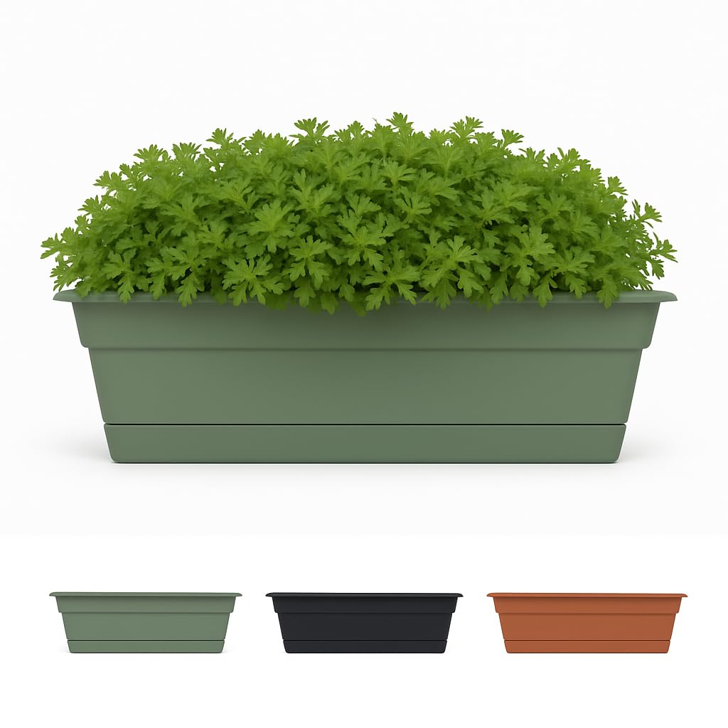 WNDW BX COT GRN 24(Pack of 1)