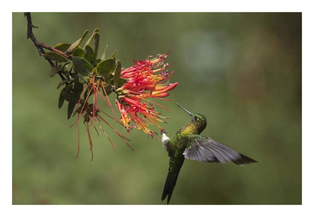 Golden-breasted Puffleg hummingbird feeding on flower nectar, Ecuador-Paper Art-26x18”