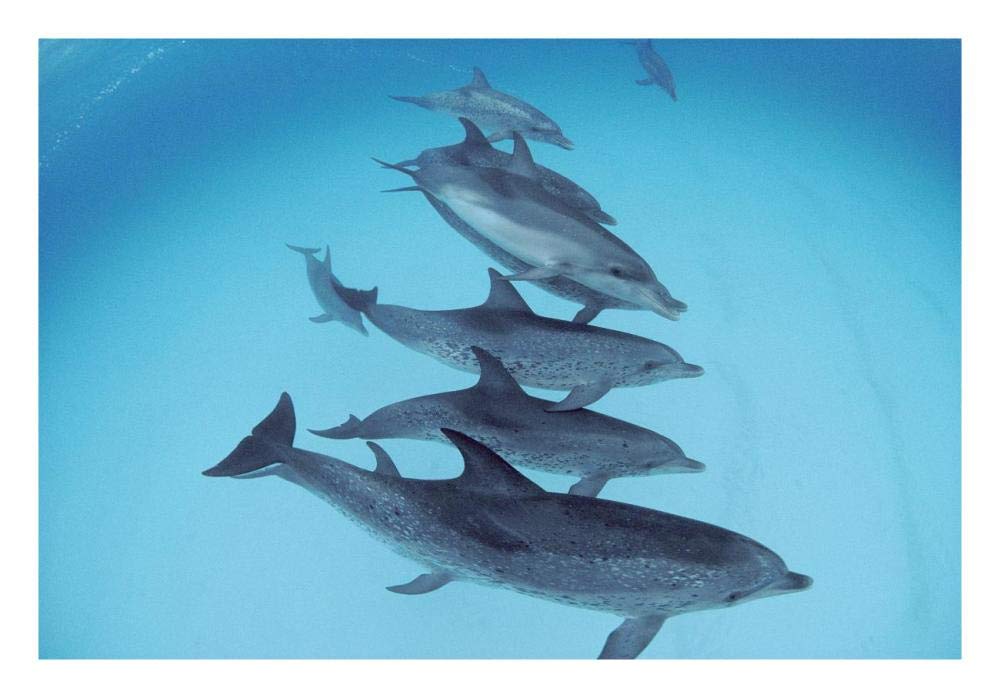 Bottlenose Dolphin swimming with pod of Atlantic Spotted Dolphins, Bahamas-Paper Art-26x18”