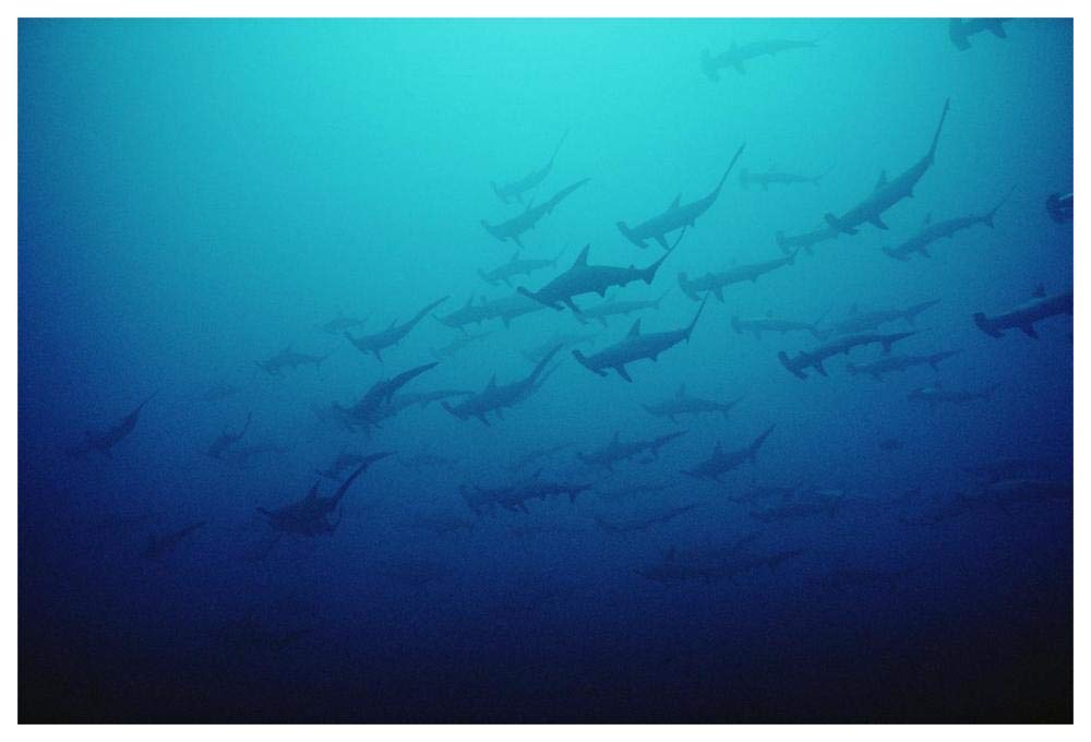 Scalloped Hammerhead Shark school, Cocos Island, Costa Rica-Paper Art-62x42”