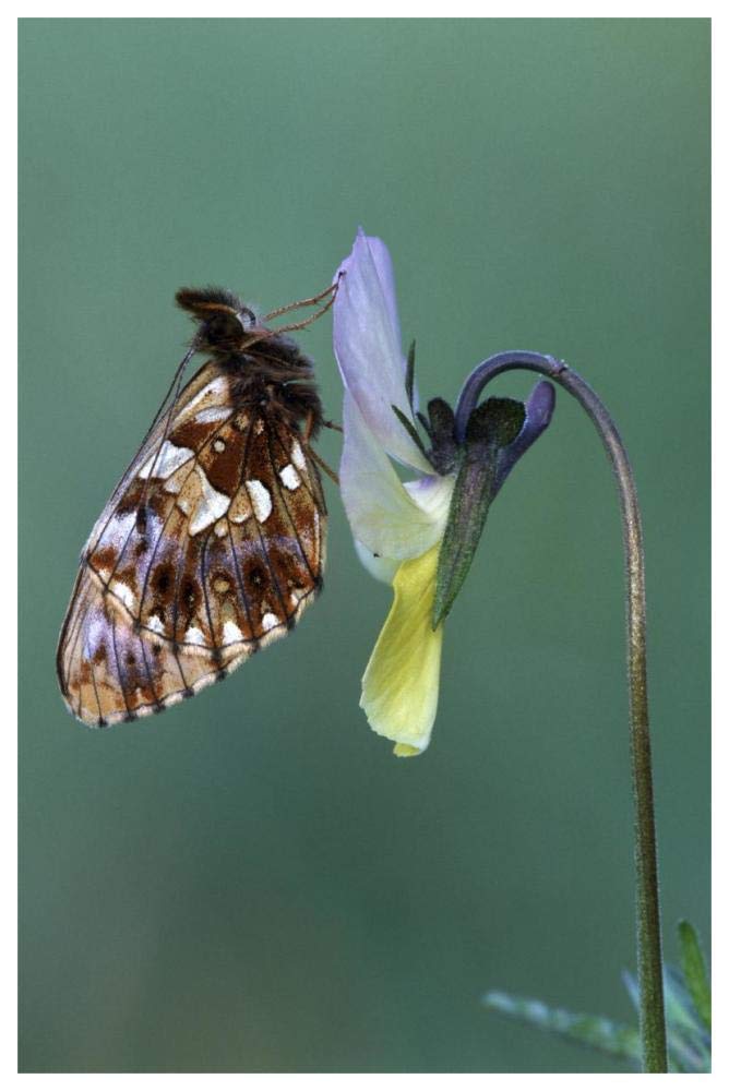 Weavers Fritillary adult on Pansy Europe-Paper Art-42x62”