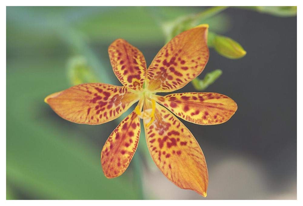 Blackberry Lily flower-Paper Art-50x34”