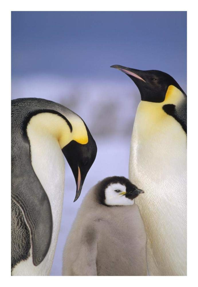 Emperor Penguin pair with chick, Atka Bay, Princess Martha Coast, Weddell Sea, Antarctica-Paper Art-18x26”