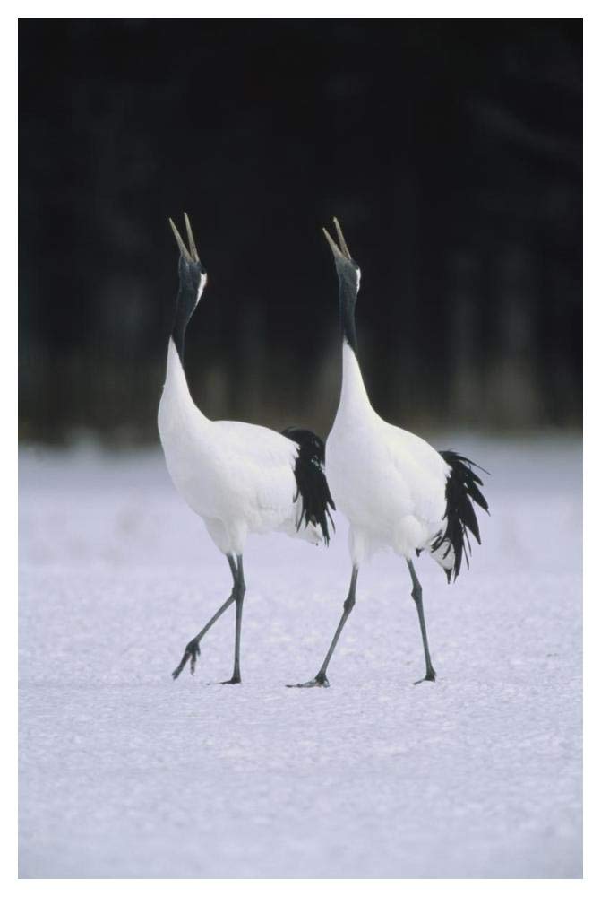 Red-crowned Crane pair calling during courtship dance at their wintering grounds, Hokkaido, Japan-Paper Art-34x50”