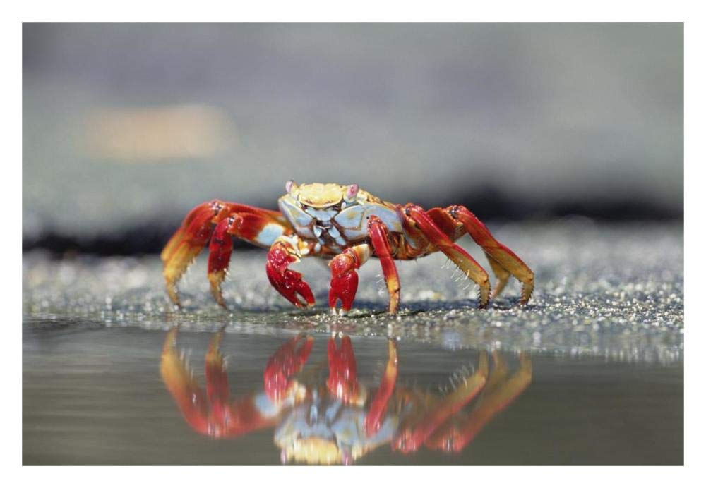 Sally Lightfoot Crab feeding, Punta Espinosa, Galapagos Islands, Ecuador-Paper Art-32x22”