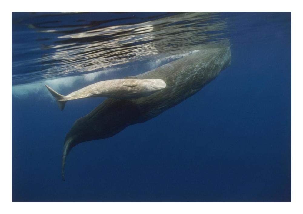 Sperm Whale mother and albino baby, swimming underwater, Portugal-Paper Art-26x18”