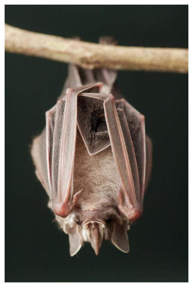 Leaf-nosed Bat, Amazon, Ecuador-Paper Art-42x62”
