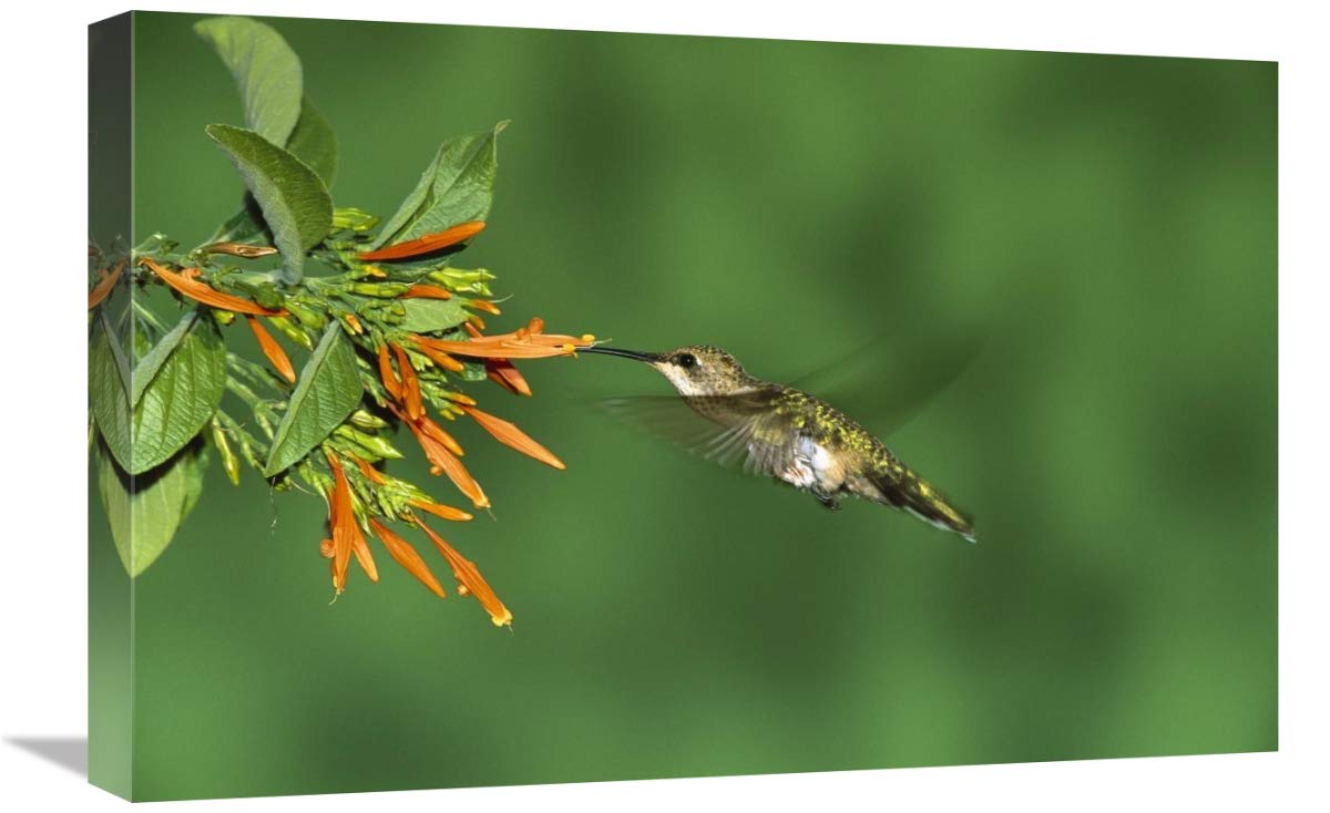 Black-chinned Hummingbird female feeding at flower, Green Valley, Arizona-Canvas Art-24x16”