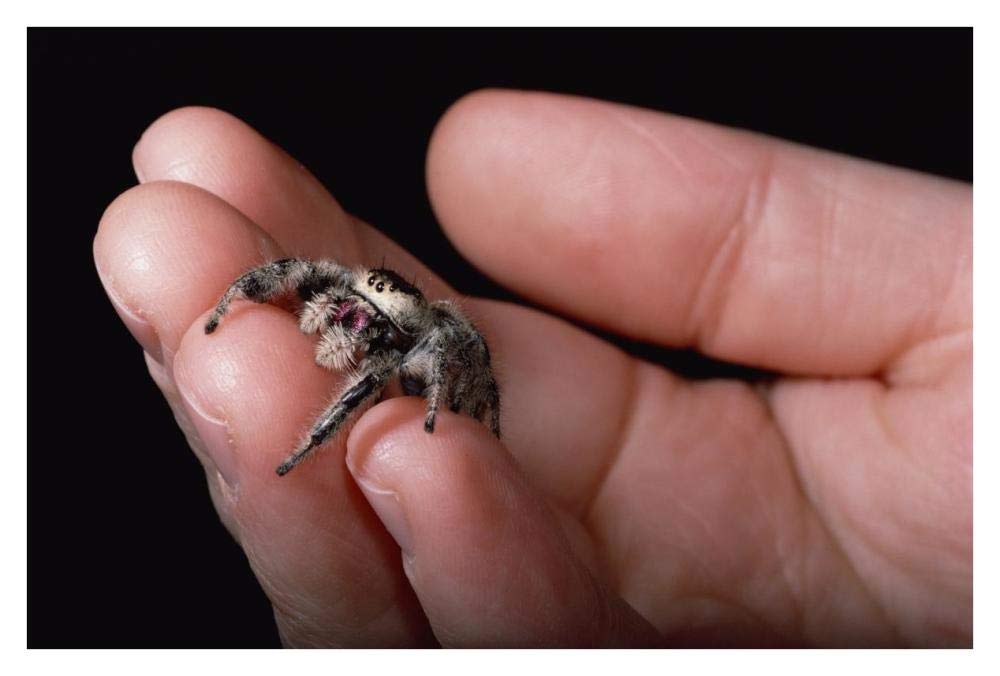 Jumping Spider held in human hand, Florida-Paper Art-38x26”