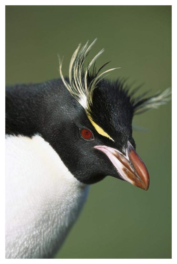 Rockhopper Penguin portrait, Penguin Bay, Campbell Island, New Zealand-Paper Art-34x50”