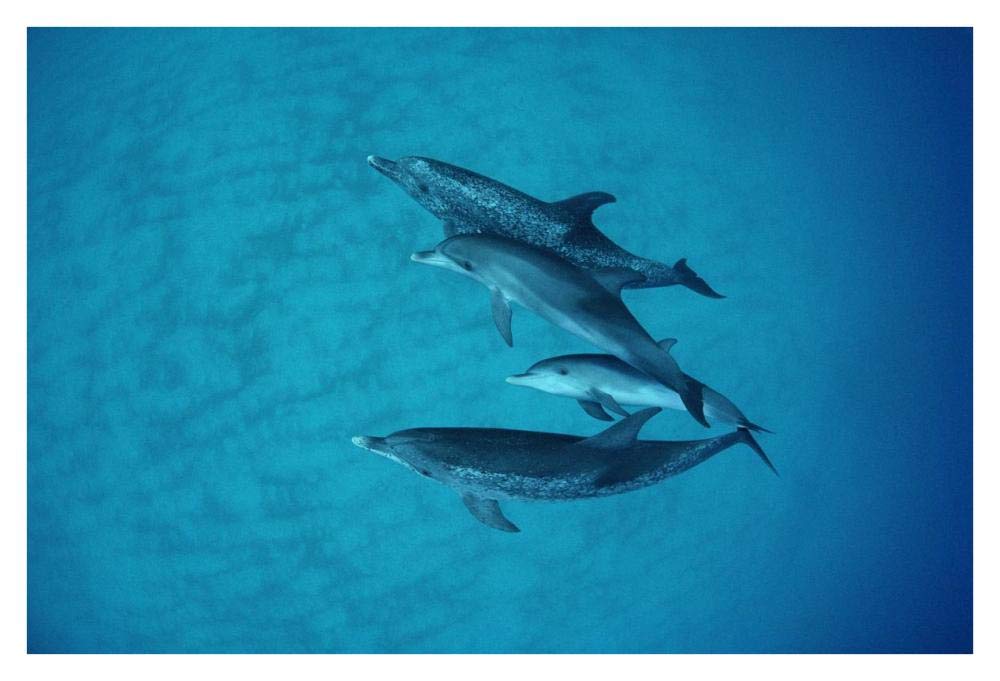 Atlantic Spotted Dolphin underwater group of adults and juveniles, Bahamas-Paper Art-38x26”