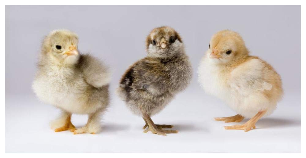 Domestic Chicken chicks showing genetic variation used to bring out traits that help poultry producers-Paper Art-62x32”
