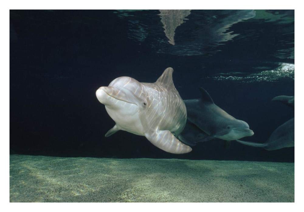 Bottlenose Dolphin underwater pair, Hawaii-Paper Art-32x22”