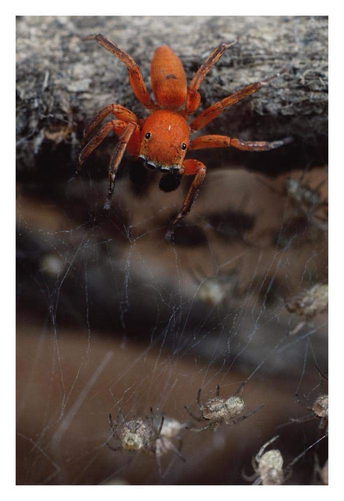 Subterranean jumping spider hunting baby spiders, Kenya-Paper Art-22x32”