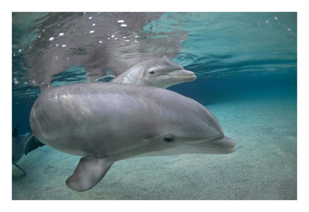 Bottlenose Dolphin, Hawaii-Paper Art-26x18”